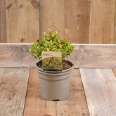 Coprosma Lemon And Lime 3L