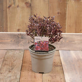 Coprosma 'pacific Dawn' 3L