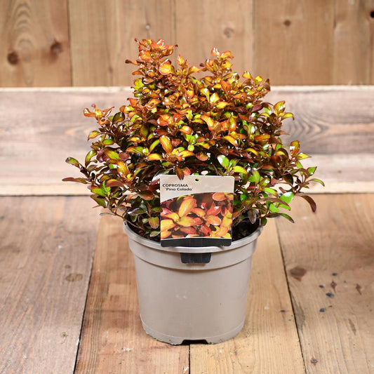Coprosma Pina Colada 3L