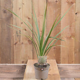 Cordyline Australis 1L