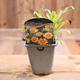 Coreopsis 'Sterntaler' 1L