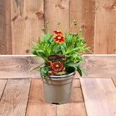 Coreopsis Uptick Red 3L