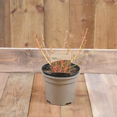 Cornus Sang. 'Midwinter Fire' 3L