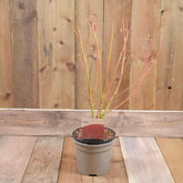 Cornus Sericea Cardinal 3L