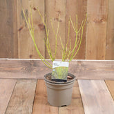 Cornus Stolonifera 'Flaviramea' 3L