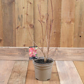 Cotinus Coggygria Grace 3L