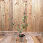 Cotoneaster 'Cornubia' 3L