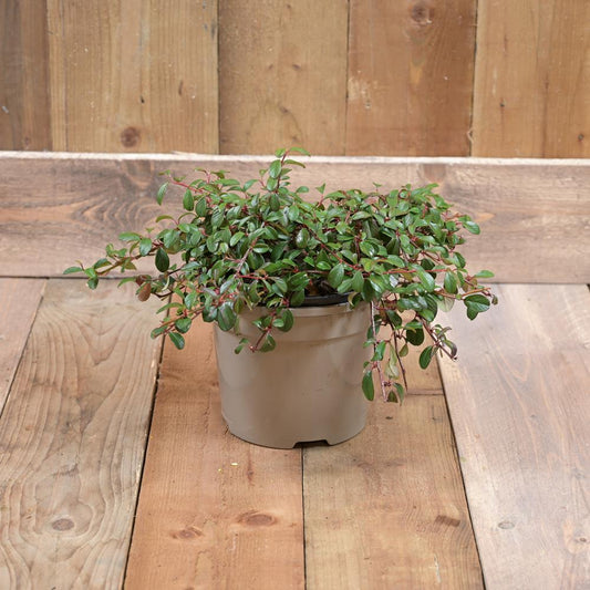 Cotoneaster Dammeri 3L