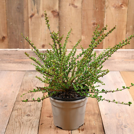 Cotoneaster Horizontalis 3L