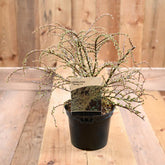 Cotoneaster Horizontalis 'Variegatus' 3L