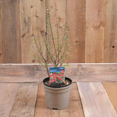 Cotoneaster Simonsii 3L
