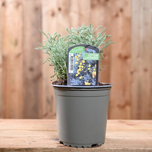 Cotton Lavender - Santolina Chamaecyparissus 1L