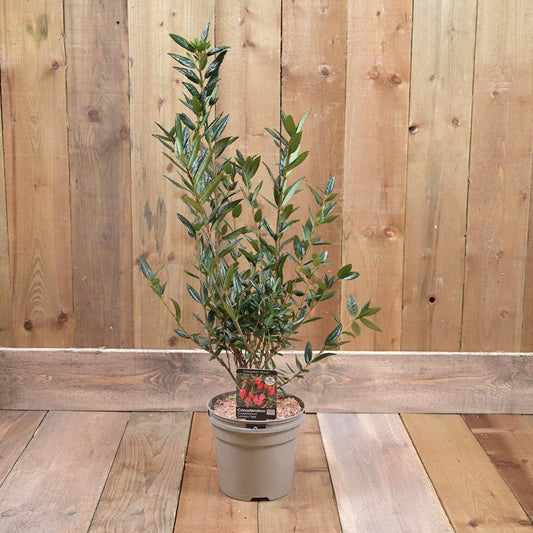 Crinodendron Hookerianum 3L
