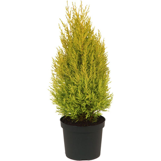 Cupressus Macrocarpa Wilma 7L