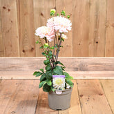 Dahlia Dianas Memory 3L