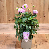 Dahlia Genova 3L
