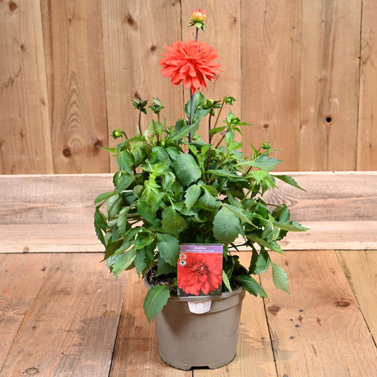 Dahlia Melody Deep Orange 3L