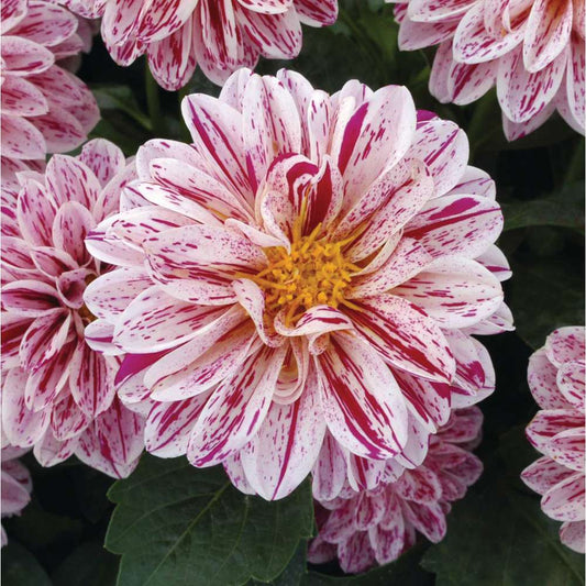 Dahlietta 1L Paula