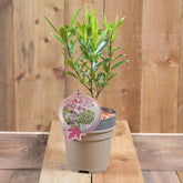 Daphne 'perfume Princess' 2L