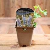 Delphinium 'Blue Bird' 1L