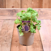 Delphinium Dark Blue Black Bee 3L