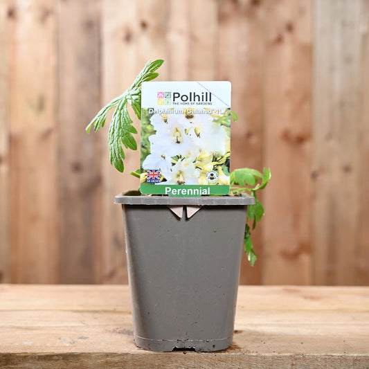 Delphinium Galahad 1L
