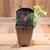 Delphinium King Arthur 1L