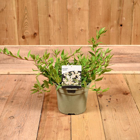 Deutzia Gracilis 3L