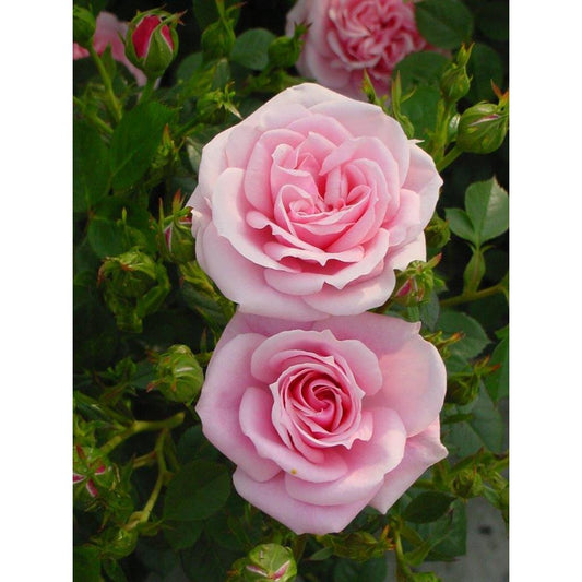 Diamond Wishes Rose 3L