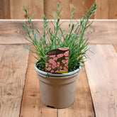 Dianthus Baby Doris 3L