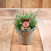 Dianthus Capitan Marco 3L