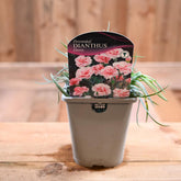 Dianthus Doris 1L