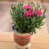 Dianthus Early Love 10.5cm Pot
