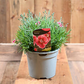 Dianthus Flutterby 3L