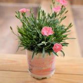 Dianthus Peach Party 10.5cm Pot