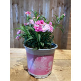Dianthus Spirit Pink and Proud