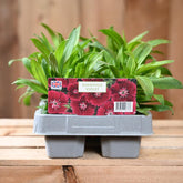 Dianthus Violet 6 Pack