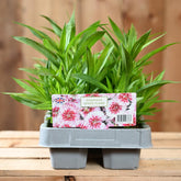 Dianthus White Flame 6 Pack