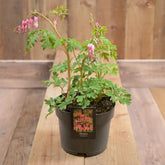 Dicentra Spectabilis 17cm/2l