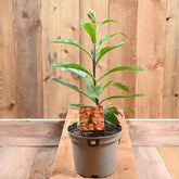 Digitalis Firebird 3L