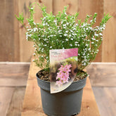Diosma Pink Fountain 3L
