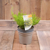 Diosma Sunset Gold 3L
