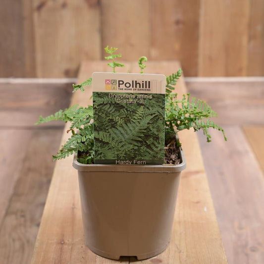 Dryopteris Affinis 'Cristata'