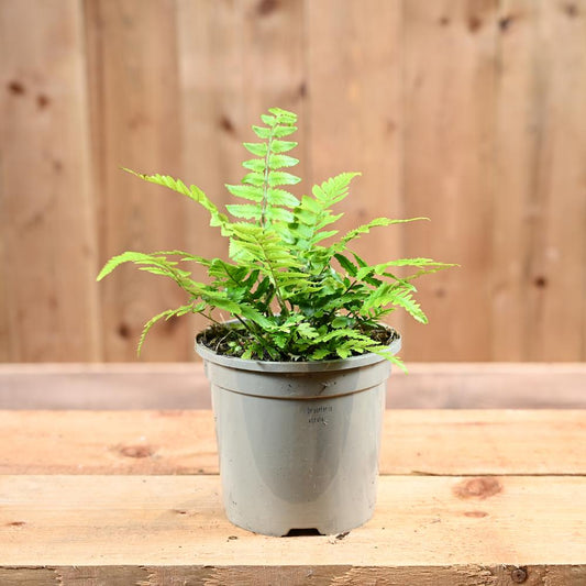 Dryopteris Atrata 1L