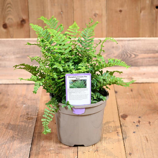 Dryopteris Cristata The King 3L