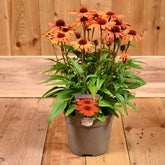 Echinacea Sunseekers Clementine 3L