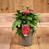Echinacea Sunseekers Sweet Fuchsia 3L