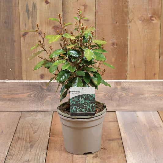Elaeagnus Ebbingei 'Compacta' 3L