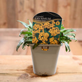 Erysimum Alpine Golden Gem 1L
