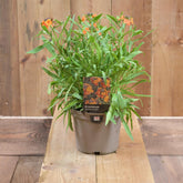 Erysimum Apricot Delight 2L